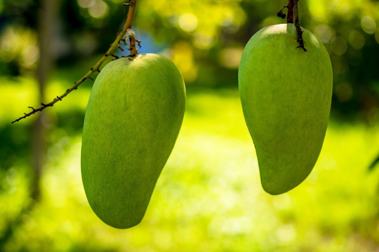 TIPS PILIH MANGGA MANIS | EasyBakeLab